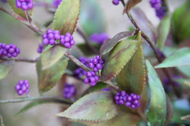 2013 10 27 071_edited-1.jpg